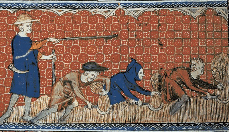 Medieval illustration of men harvesting wheat with reaping-hooks or sickles, on a calendar page for August