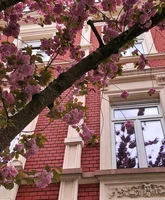 Cherry Blossoms 1.jpeg