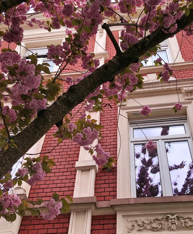 Cherry Blossoms 1.jpeg