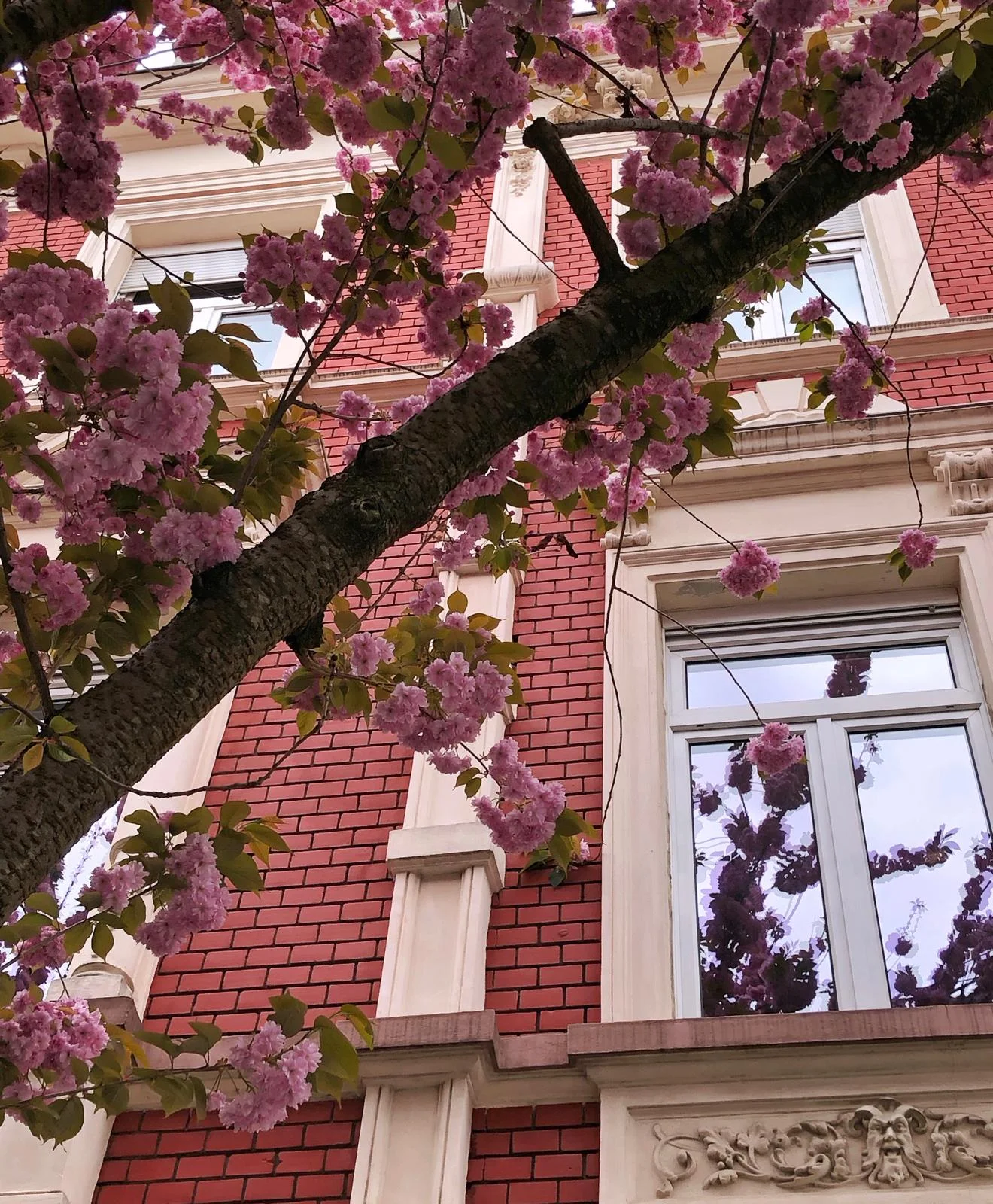 Cherry Blossoms 1.jpeg