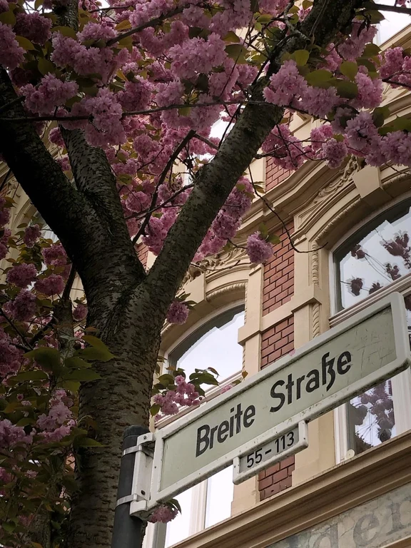 Cherry Blossoms 3.jpeg