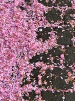 Cherry_blossoms.jpeg