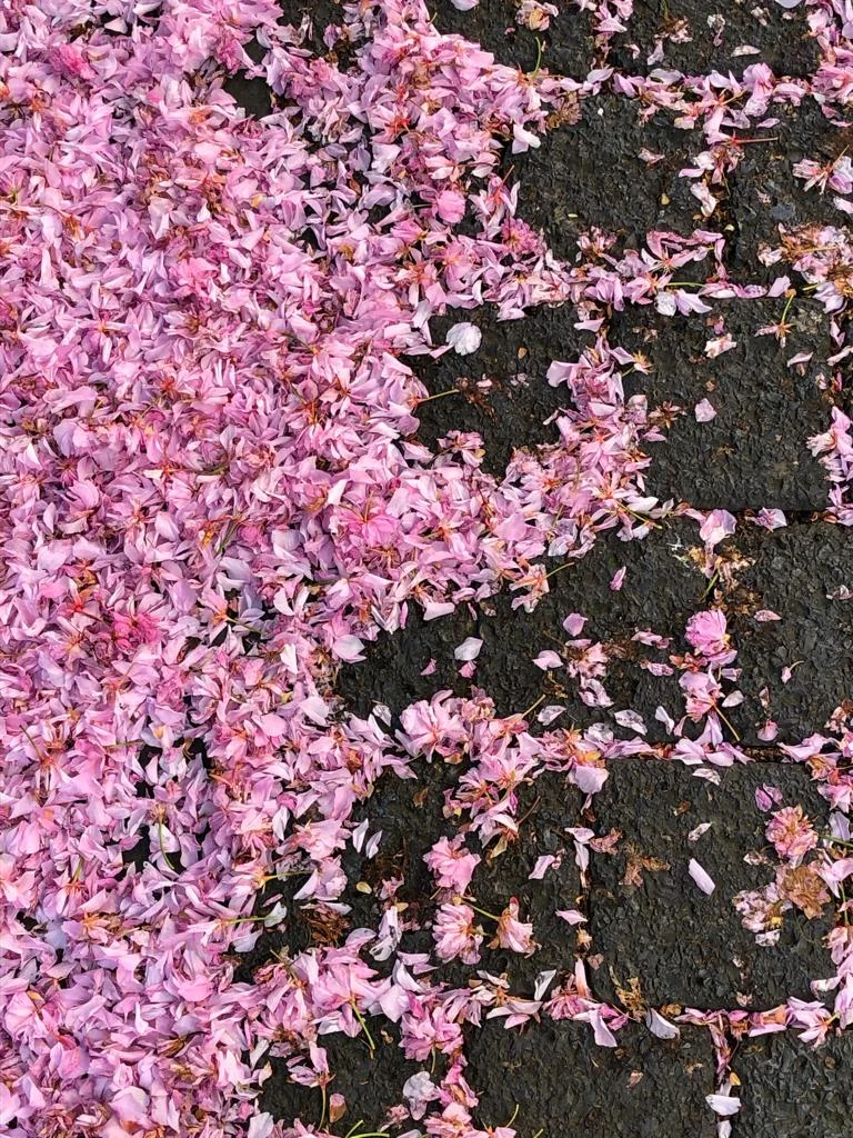 Cherry_blossoms.jpeg