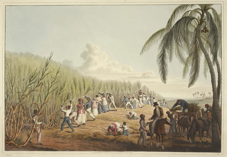 Slaves Cutting the Sugar Cane