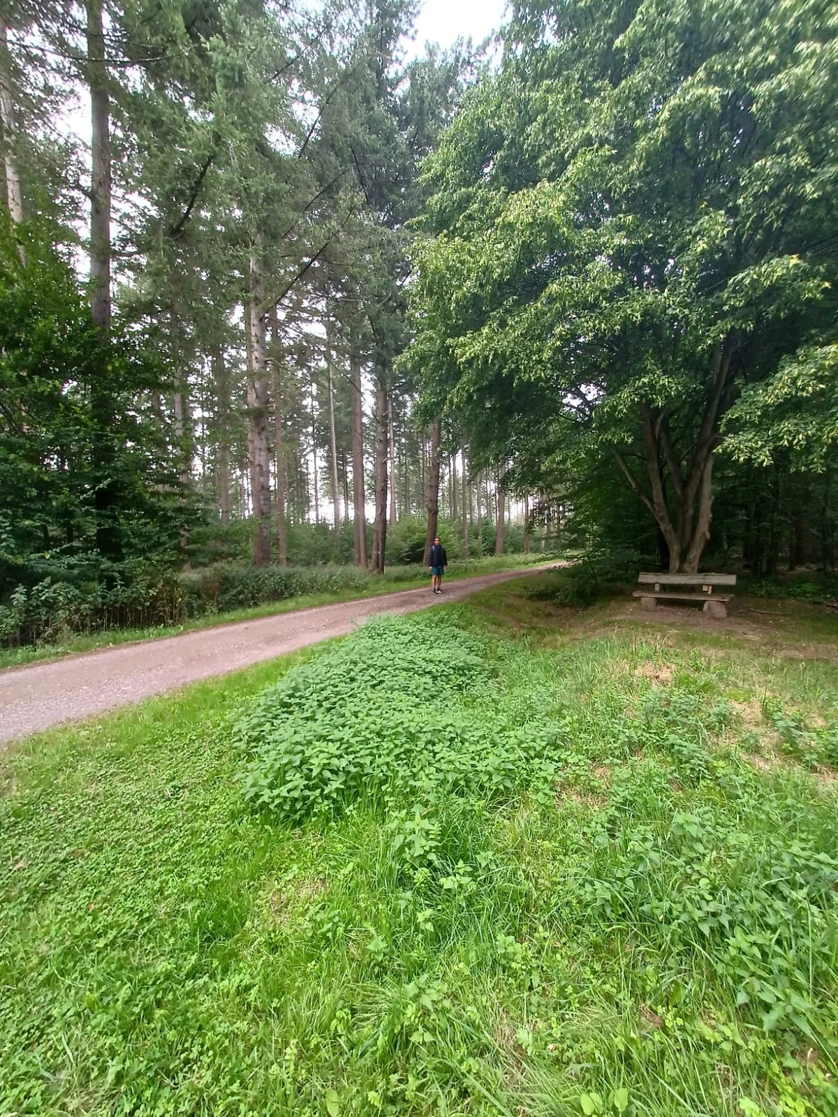 Nature1.jpeg