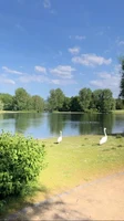 Rheinaue2.jpeg