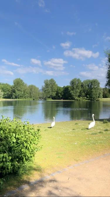 Rheinaue2.jpeg