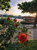 Flowers2.jpeg