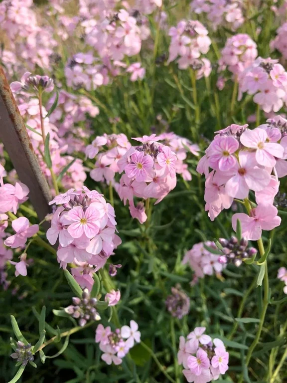 Flowers3.jpeg
