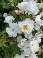Flowers4.jpeg