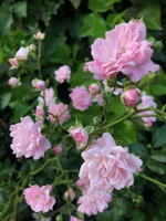 Flowers5.jpeg