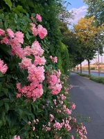 Flowers6.jpeg