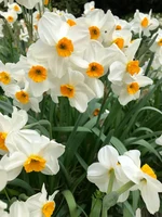 Flowers8.jpeg