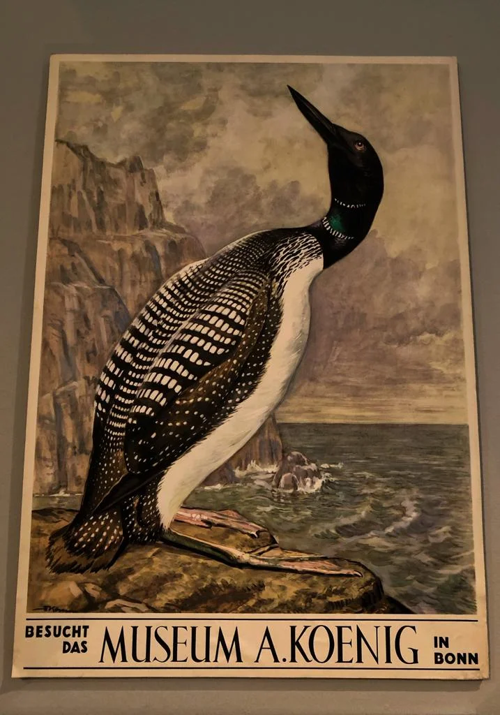 Museum Koenig3.jpeg
