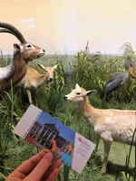 Museum Koenig4.jpeg