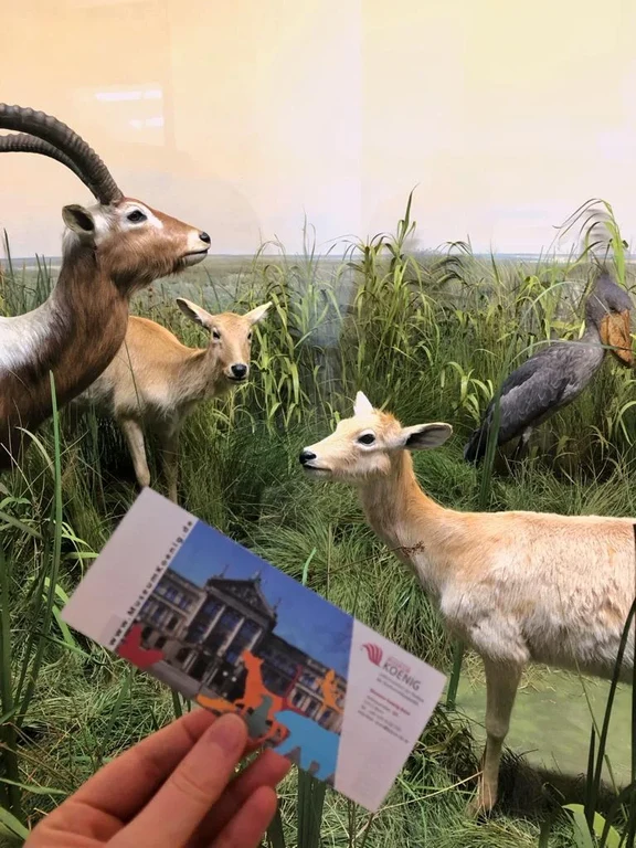 Museum Koenig4.jpeg